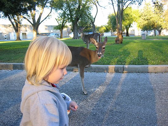 Click on image for details